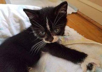 Babycat Ferg (20398599)