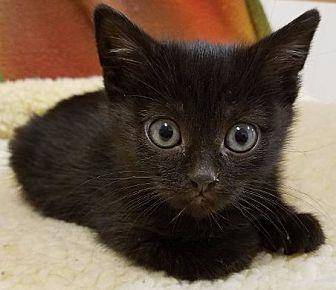 Babycat Wren (20398957)