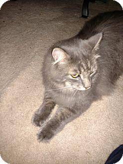 Bailey (17187254)