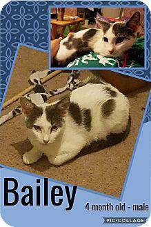 Bailey (18722039)