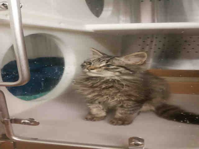 BAILEY (A158225)