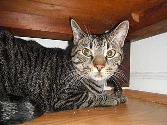 Baloo (20055308)