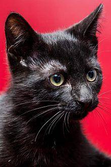 Baloo Kitten (20306641)