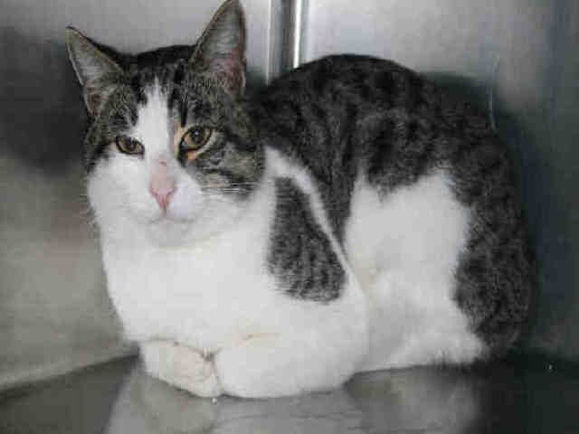 *BAMBOO (A492076)