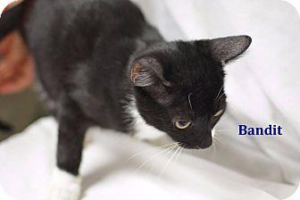 Bandit (18863878)