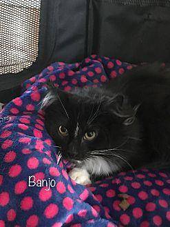 Banjo (20618260)