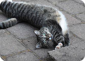 Barn Cats (16230929)