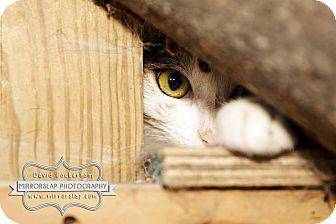 Barn kitties (15277914)