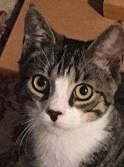 Basil (19758646)