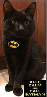 Batman the L (20298464)