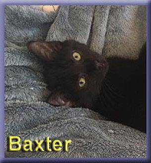 Baxter (20105982)