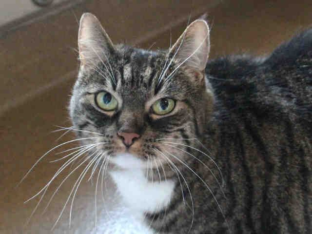BAXTER (A1069736)