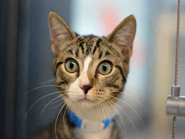 BAXTER (A1936818)