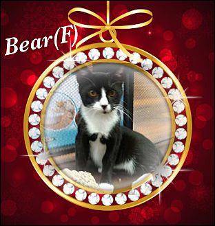 Bear (18917993)