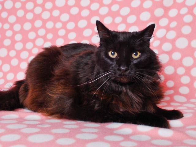 BEAR (A240939)