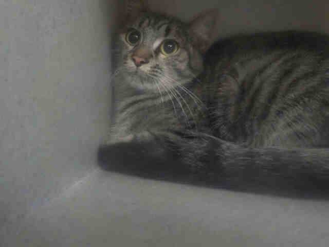 BEAUTIFUL (A1937893)
