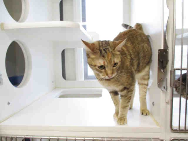 BECKY (A104031)
