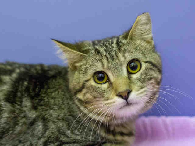 BEE (A905310)