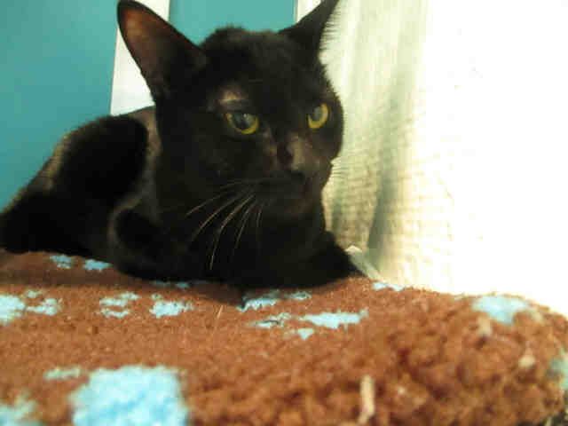 BELL (A178597)