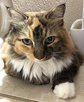 Bella (20152592)