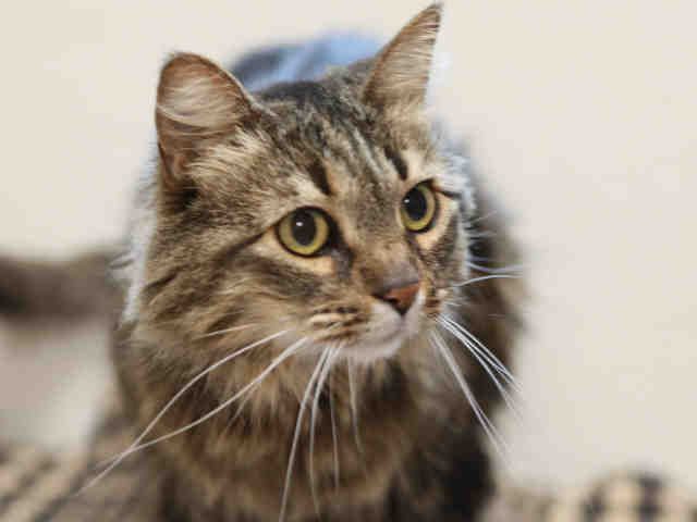 BELLA (A167304)