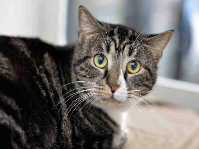 BELLA (A1930437)