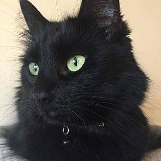 Bella [CP] (19386261)