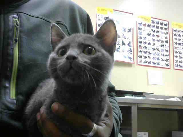 BENTLEY* (A244327)