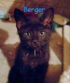 Berger (18477386)