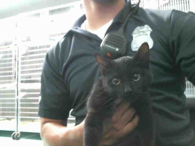 BETTY (A131537)