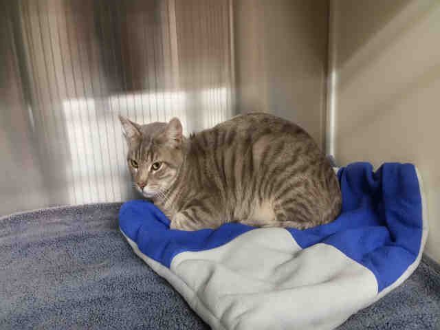 *BETTY (A158011)