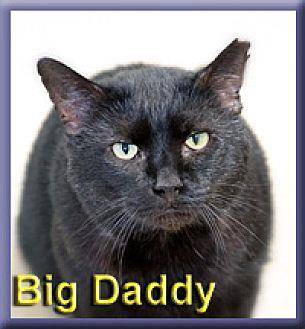 Big Daddy (19720435)