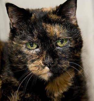 Big Momma (20115481)