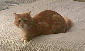 Big Orange (18685605)