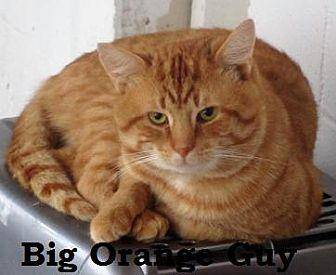 Big Orange G (20098641)