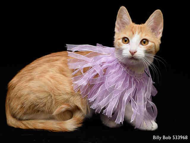 BILLY BOB (A533968)
