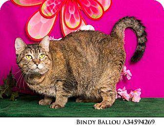 Bindy Ballou (18042931)