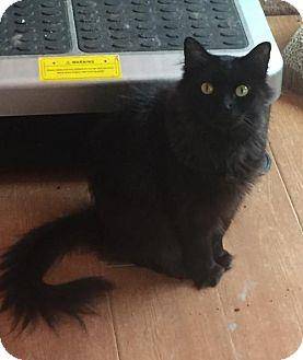 Binx (17678045)