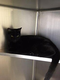 Binx (19629287)