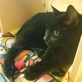Binx (20371601)