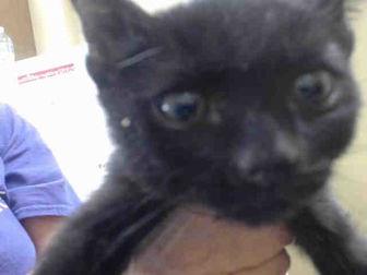 BINX (20634287)