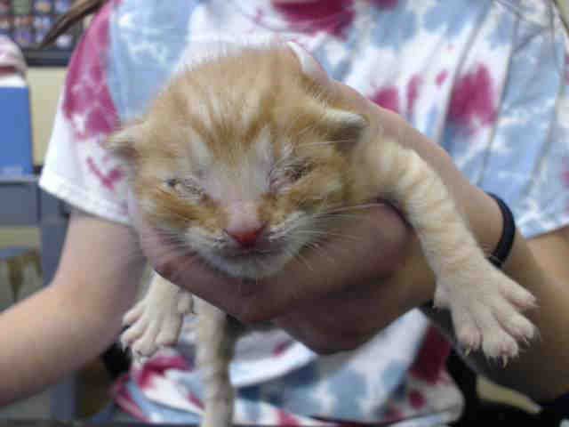 BINX (A538046)