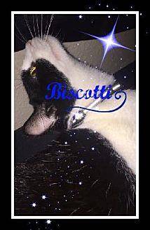 Biscotti (18949535)