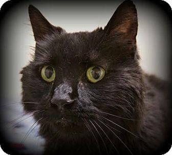 Black Beauty (12770153)