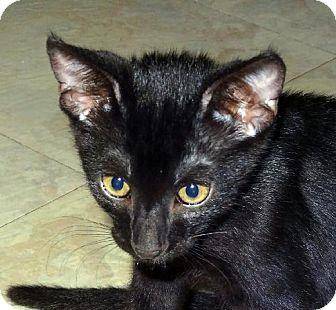 Black Jack (10995984)