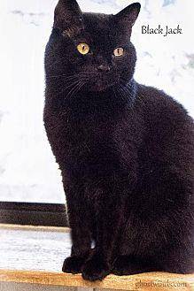Black Jack (17338546)