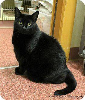 Blackie (12157514)