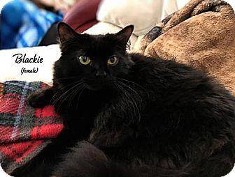 Blackie (18267655)