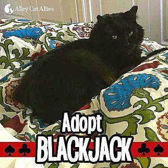 Blackjack (20146695)