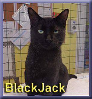 Blackjack (20355134)